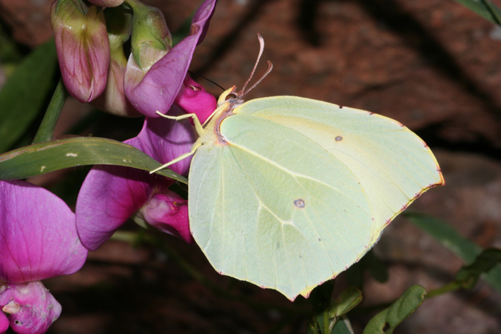 Gonepteryx cleopatra